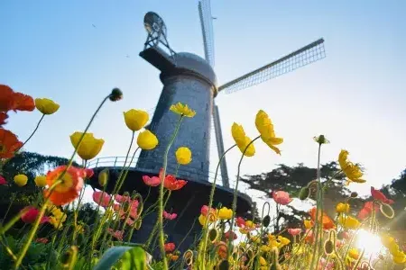 Tulipas florescem sob um dos famosos moinhos de vento do Golden Gate Park.